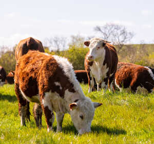 Paddock Farm