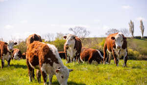 Paddock Farm