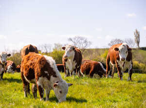 Paddock Farm